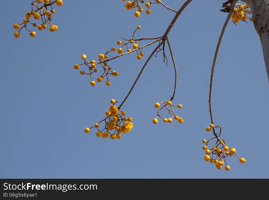 Yellow flowers of Cochlospermum regium