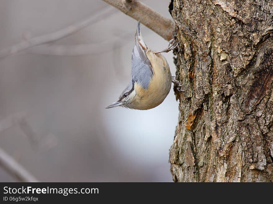 The Eurasian Nuthatch &x28;Sitta europaea&x29;.