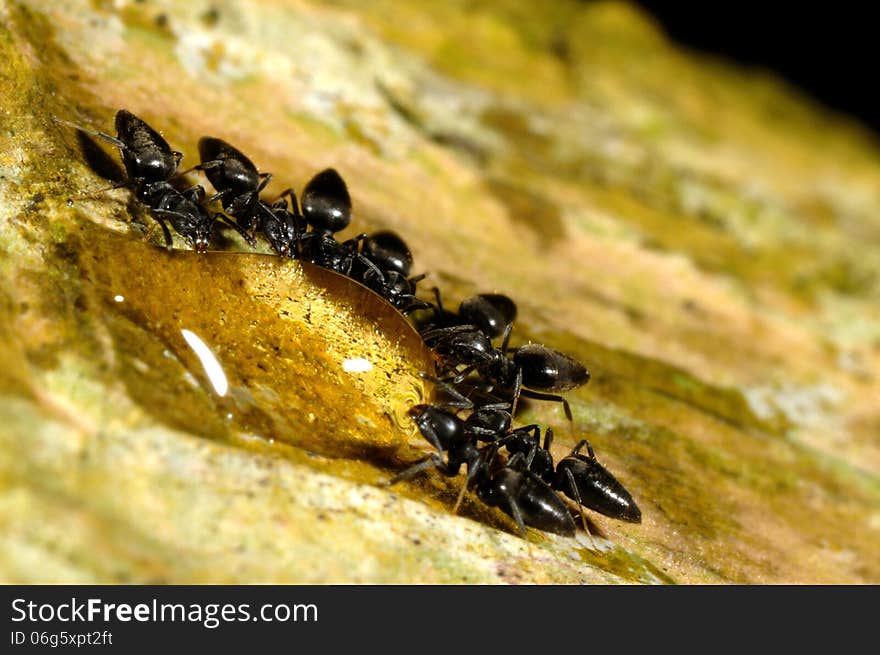 Ants gathered around a drop of water. Team work