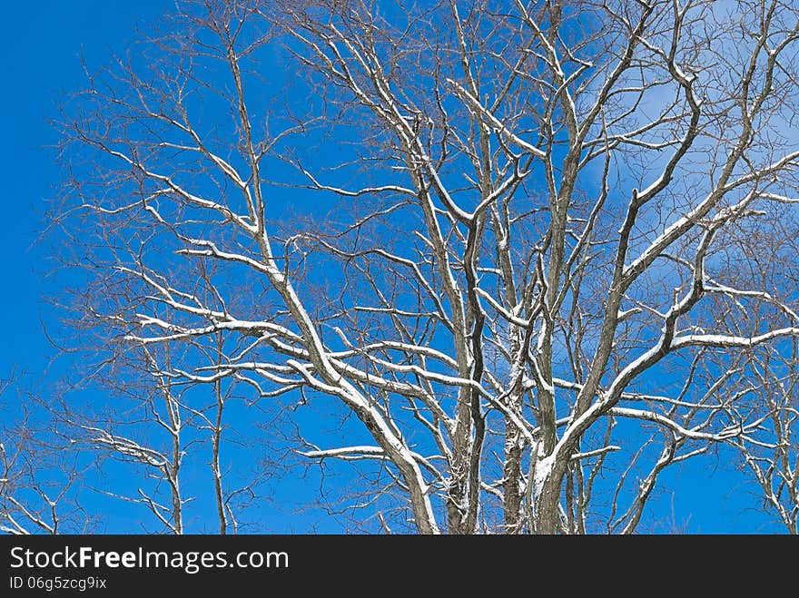 Blue sky contrasted against fresh snow on tree branches. Blue sky contrasted against fresh snow on tree branches.