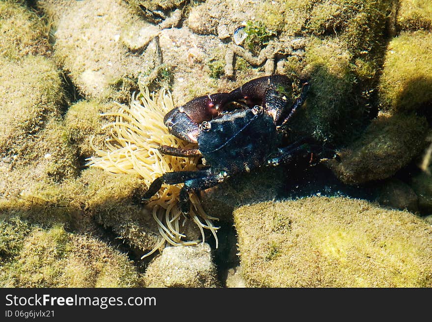 Small crab in water of the Mediterranean Sea, Croatia, Europe.