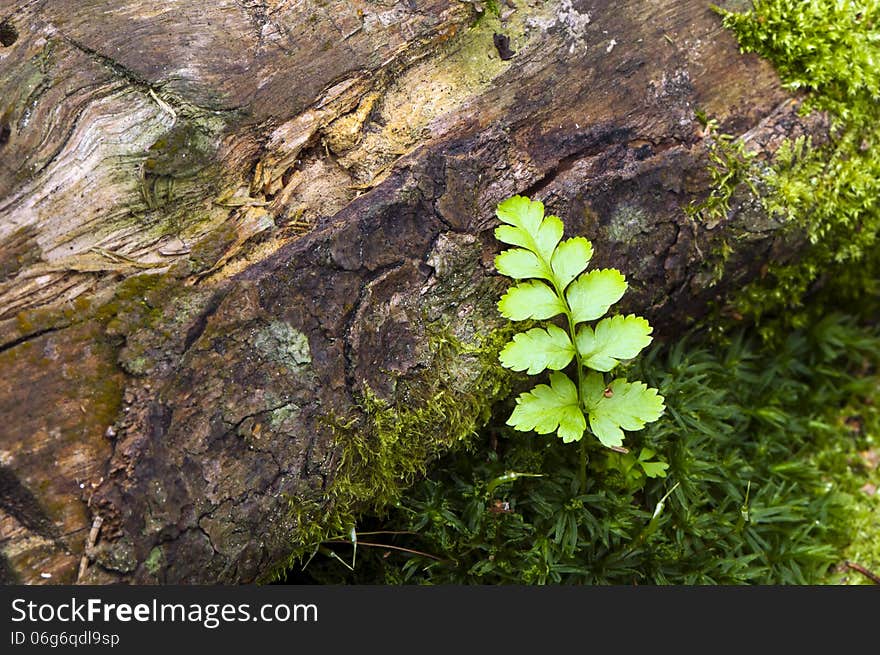 A fern