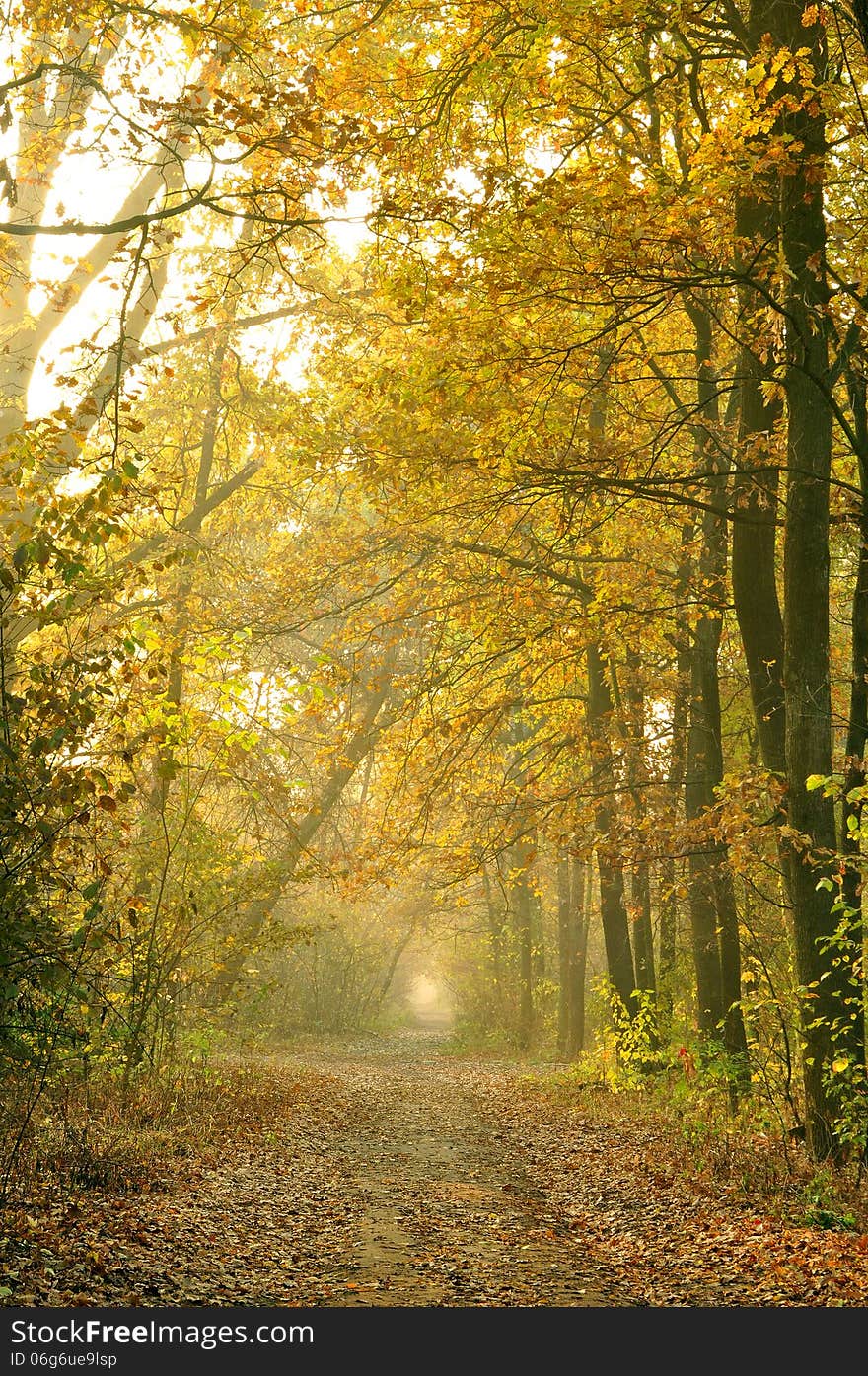 Morning in the wood, autumn. Kyiv