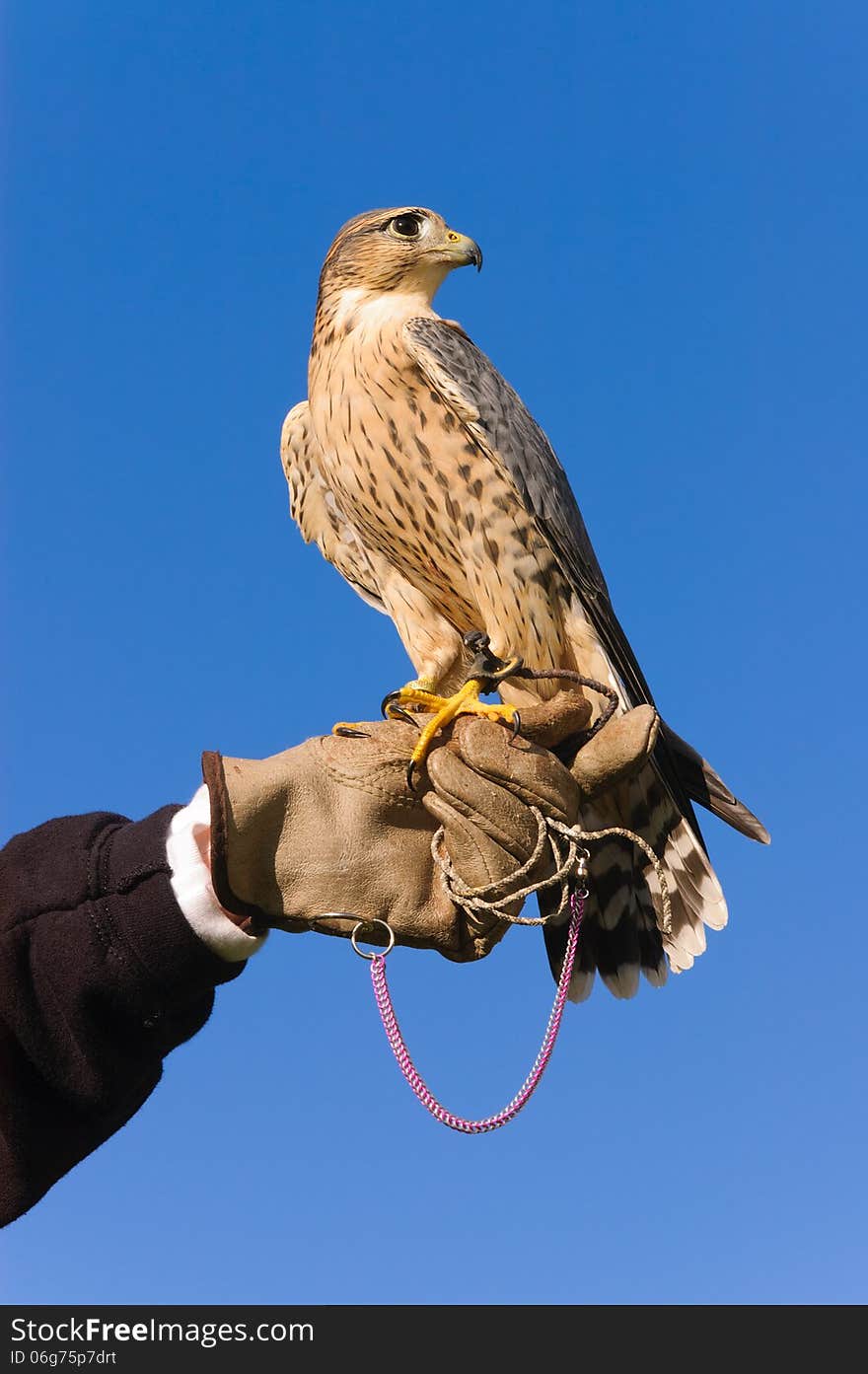 Peregrine falcon closeup