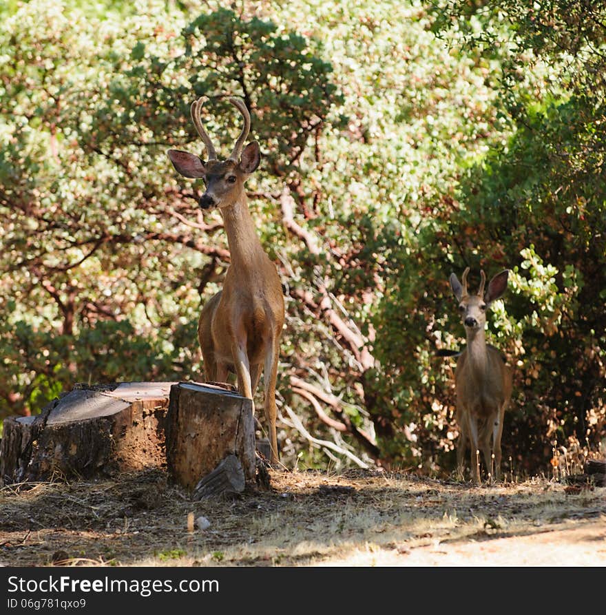 Pair of Black-tailed bucks