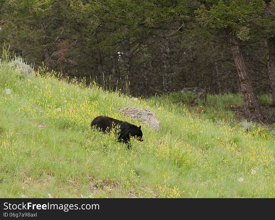 Black Bear in Yellowstone National Park