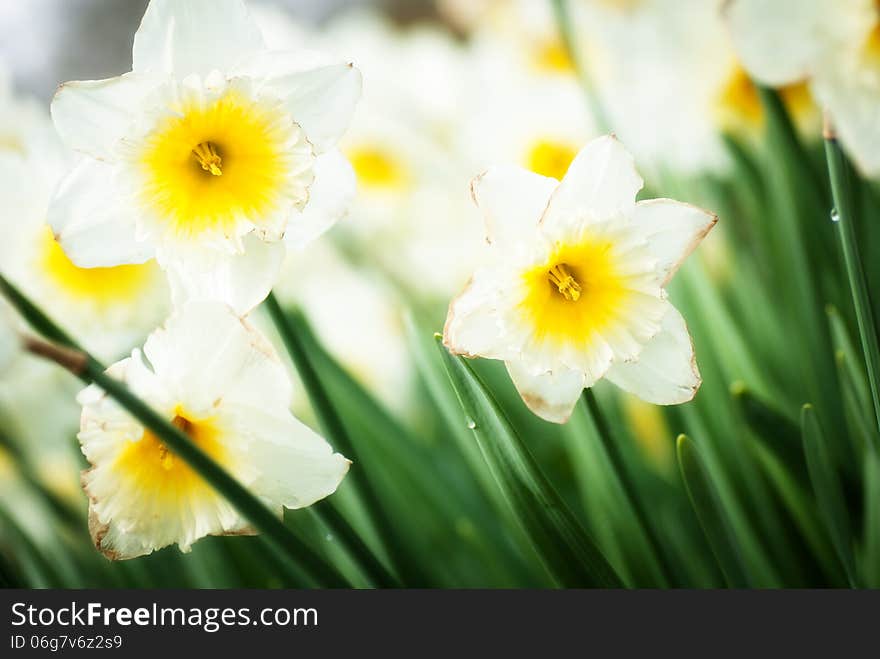 Spring flowers daffodil field background