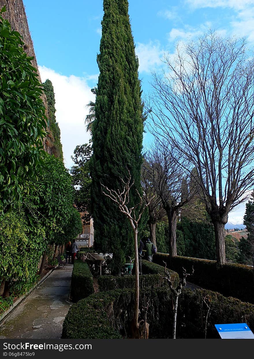 On a north facing terrace of this Andalusian garden the fir trees grow tall, protected by the high stone wall while the topiary hedges define the borders of the planted beds. On a north facing terrace of this Andalusian garden the fir trees grow tall, protected by the high stone wall while the topiary hedges define the borders of the planted beds.