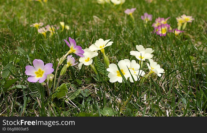 Wild primrose flowers on grass in spring.