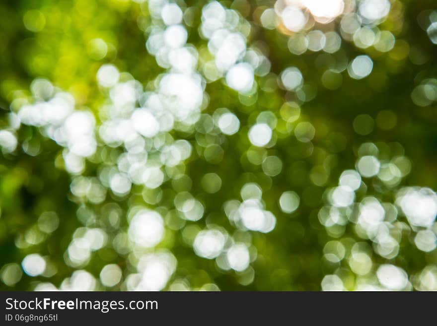 Zoom shot out of focus green tree for background. Zoom shot out of focus green tree for background.