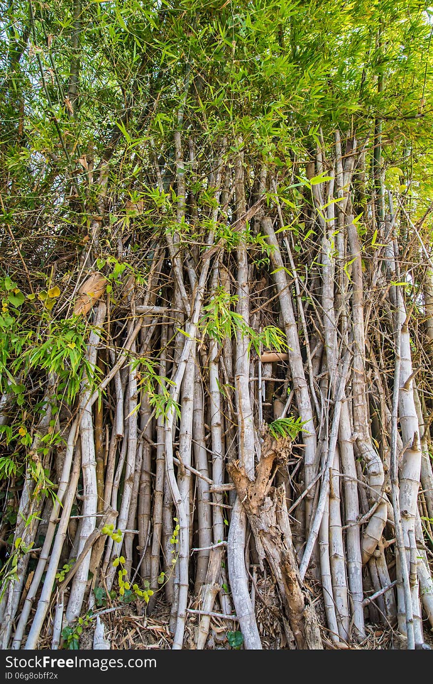 Bamboo poles in nature for background. Bamboo poles in nature for background.