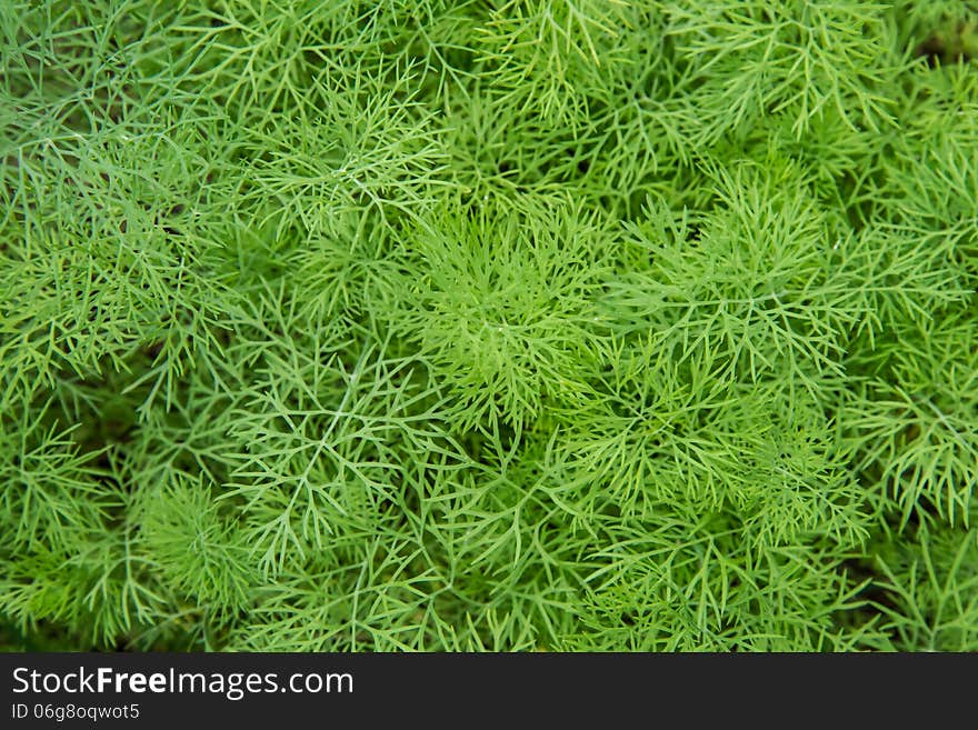 Vegetables background