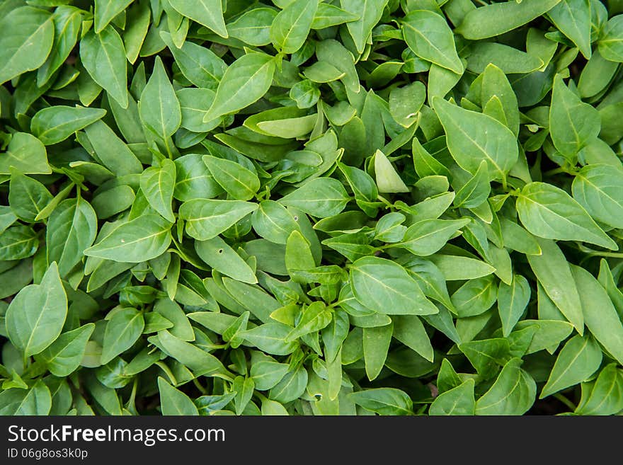 Vegetables Background