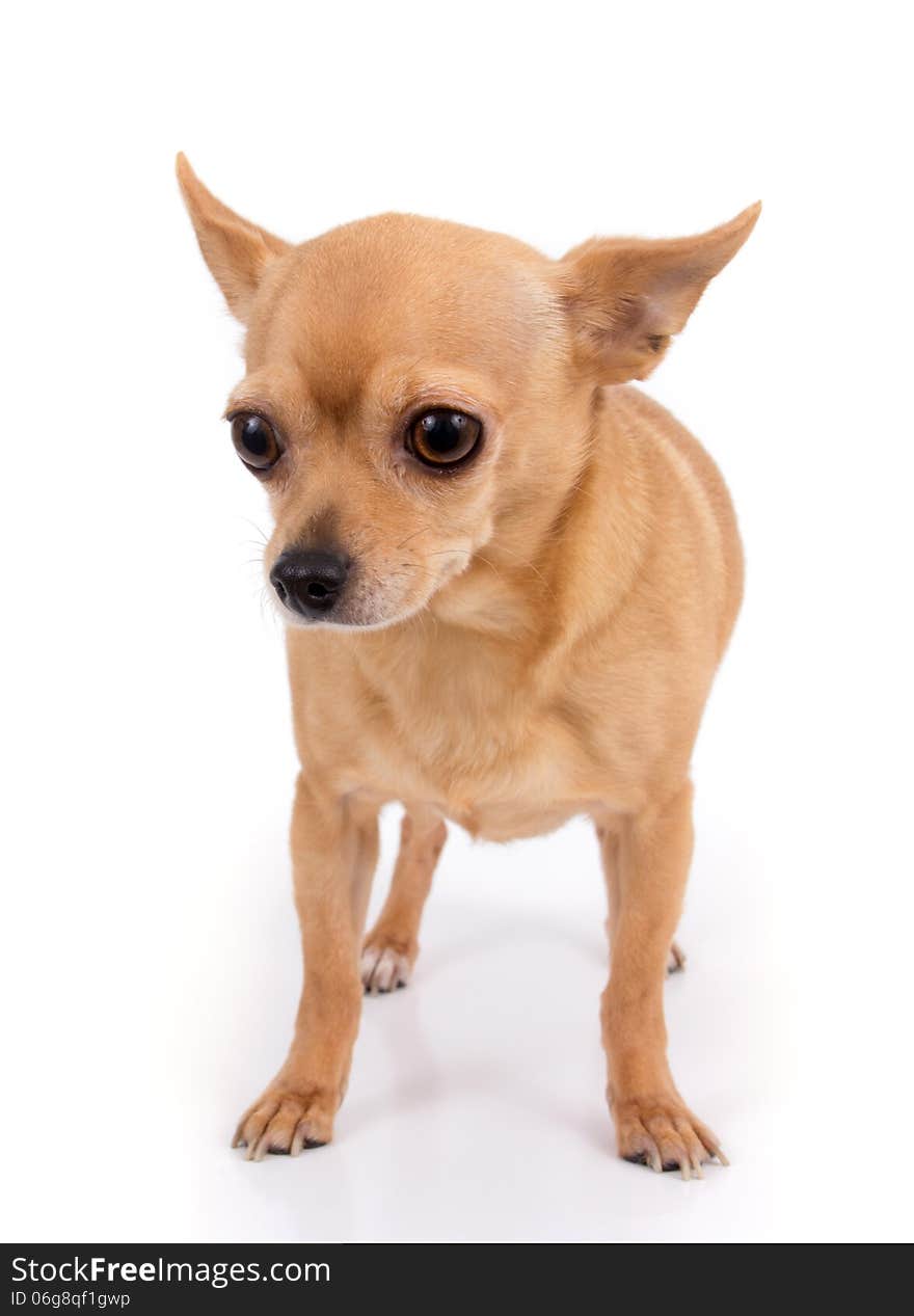 Female chihuahua dog