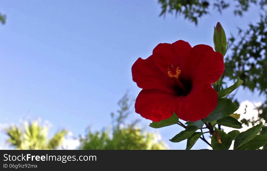 Chinese rose flower against blue sky