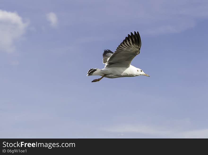 Seagulls flying with the wind, the sky clear. Seagulls flying with the wind, the sky clear.