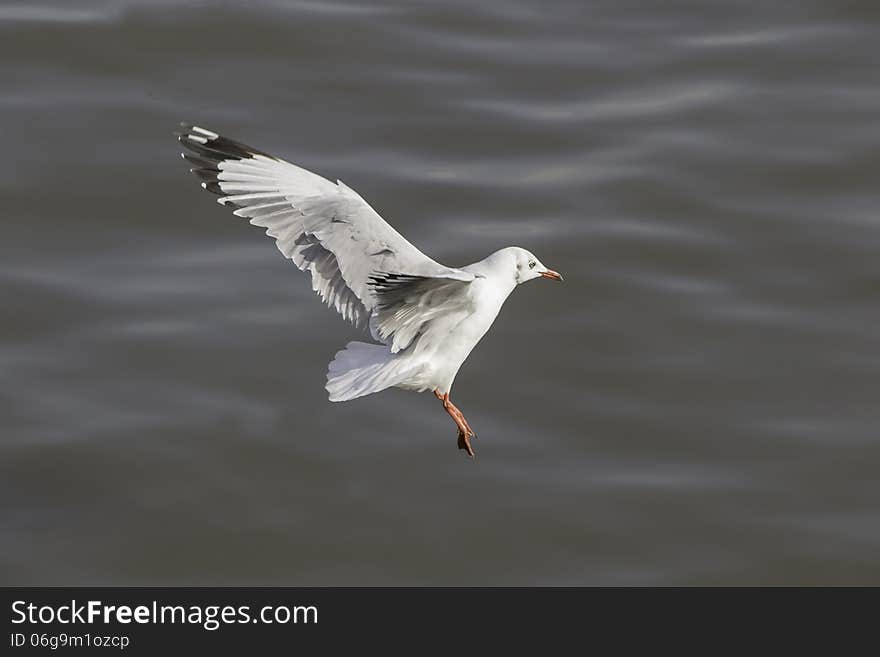 Wings swooped in preparation for landing.