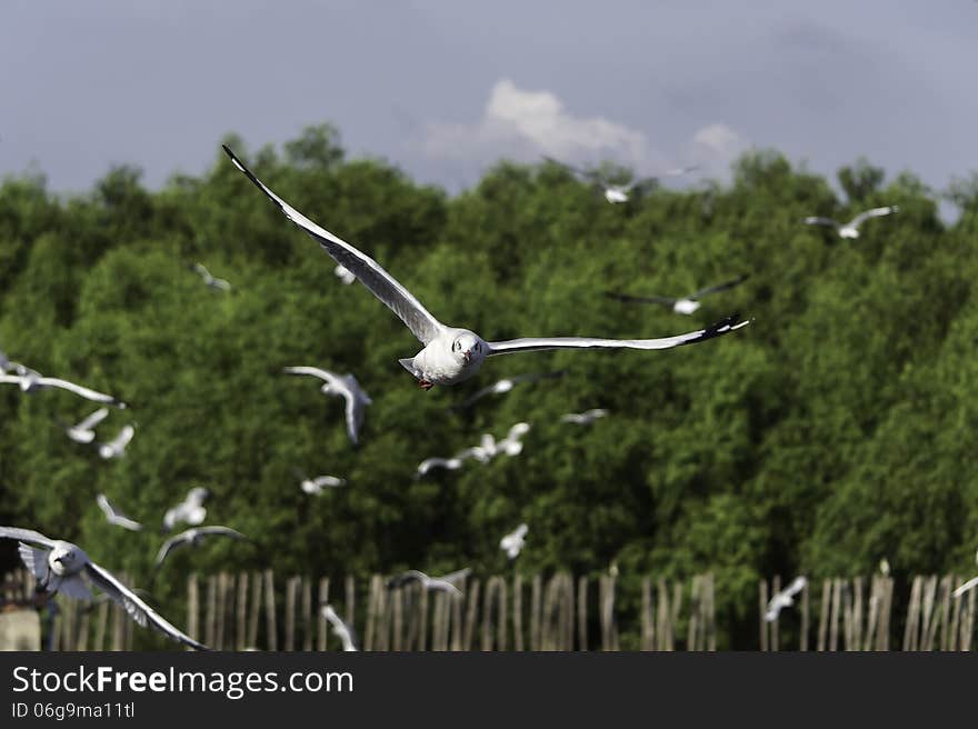 Wings flying in a single individual.