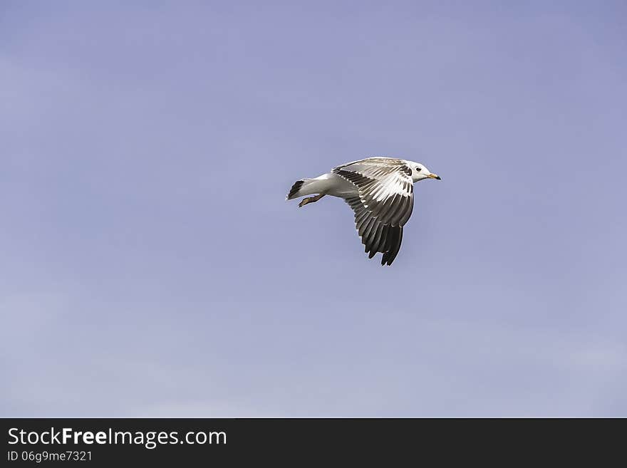 Little seagulls hover in midair. Little seagulls hover in midair.