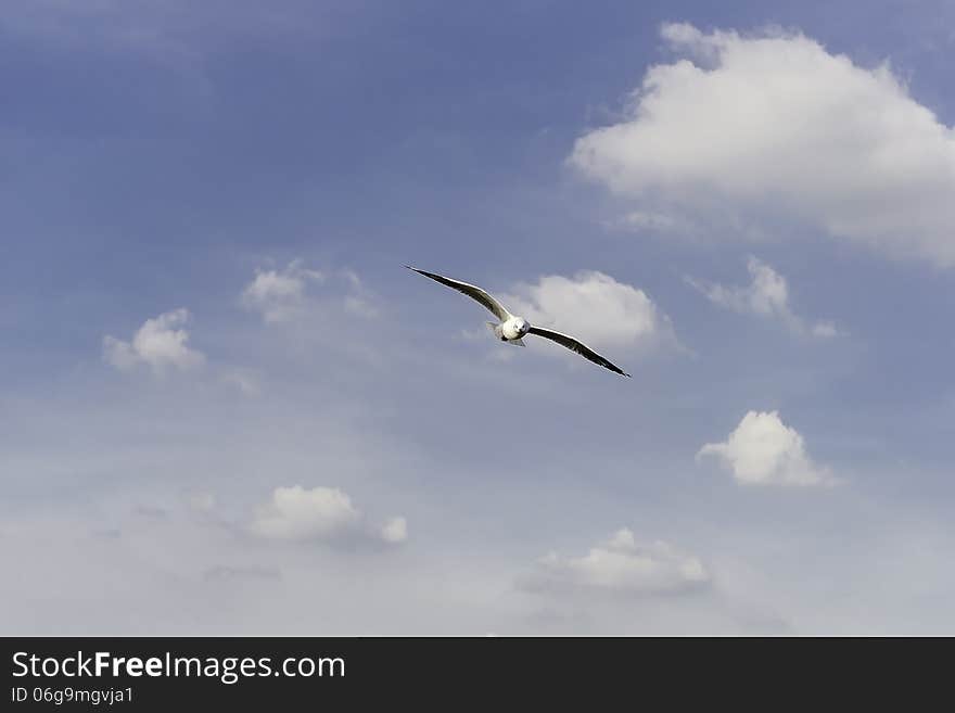 Gull wing flying to the wind. Gull wing flying to the wind.