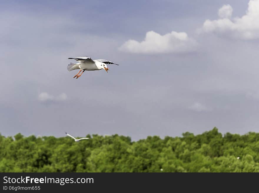 Seagulls flying lessons and clear skies. Seagulls flying lessons and clear skies.