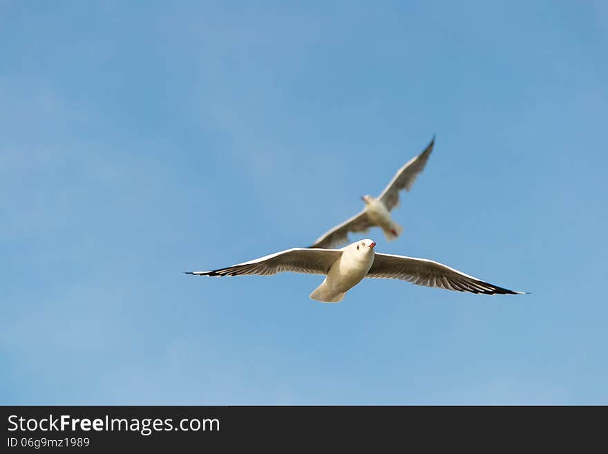 Two seagulls flying with the wind, the sky is clear. Two seagulls flying with the wind, the sky is clear.