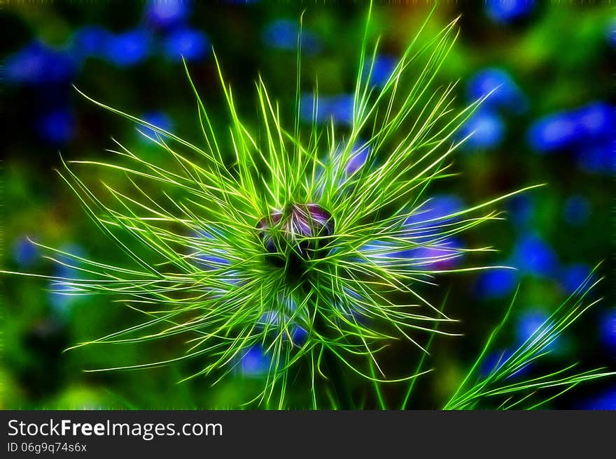 Wild Love-In-The-Mist