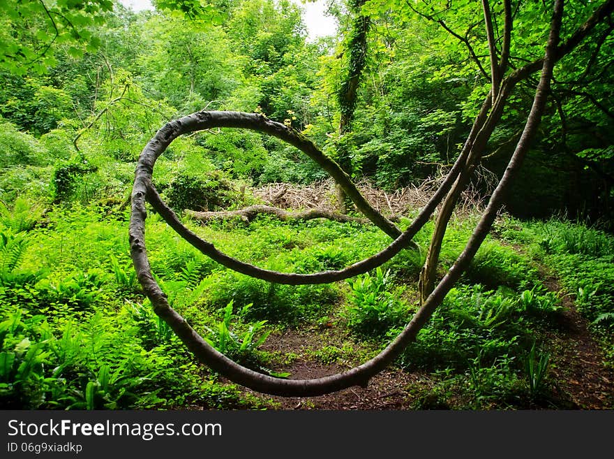 Old loopy tree along the coastal path above Lyme Regis. Old loopy tree along the coastal path above Lyme Regis