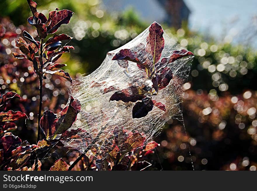 Plant ensnared by a spider web.