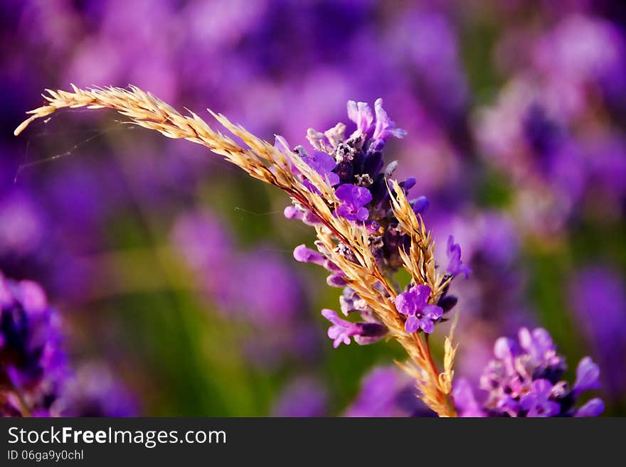 Grasses tangled up in the lavender early morning. Grasses tangled up in the lavender early morning.