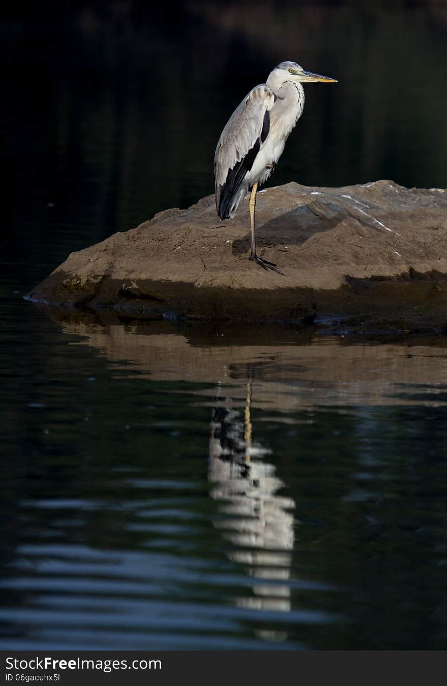 Great Grey Heron standing on a river with reflections. Scientific name -Ardea Cinera. Great Grey Heron standing on a river with reflections. Scientific name -Ardea Cinera