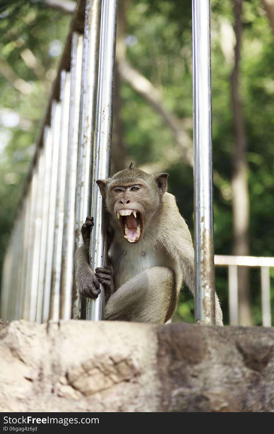 Thai monkey in Rachaburi , Thailand.