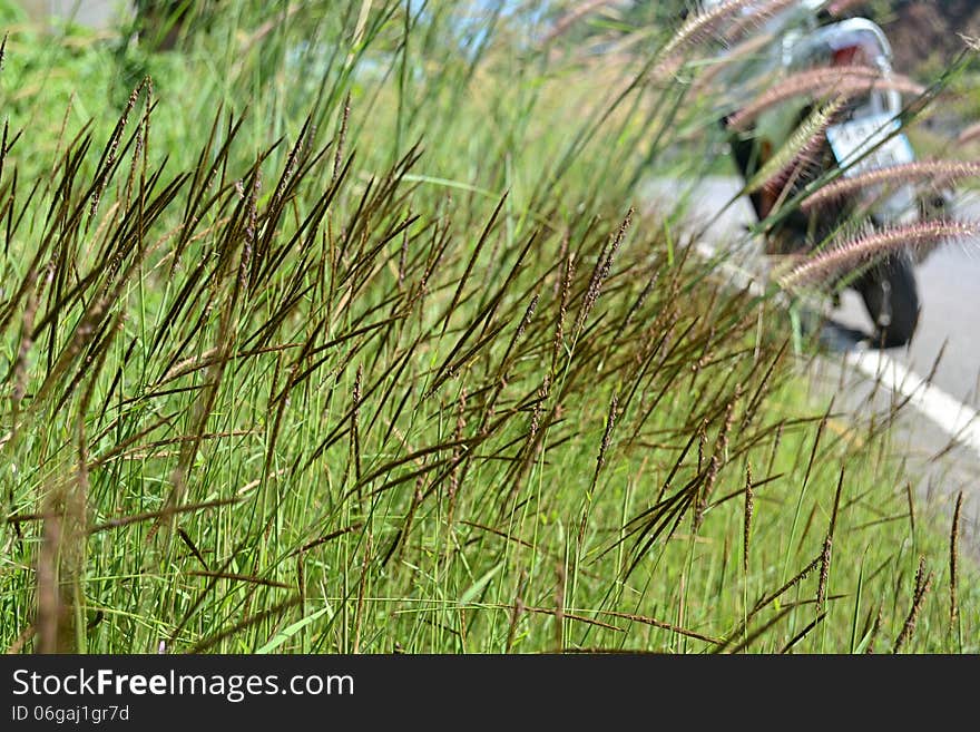 Grass side road the way by bike