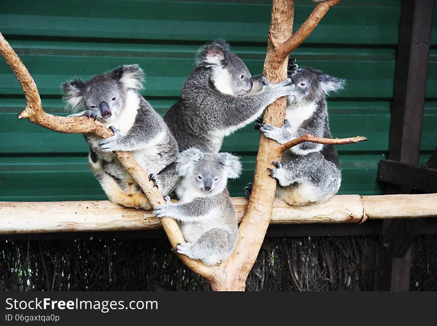 Group of Koala s