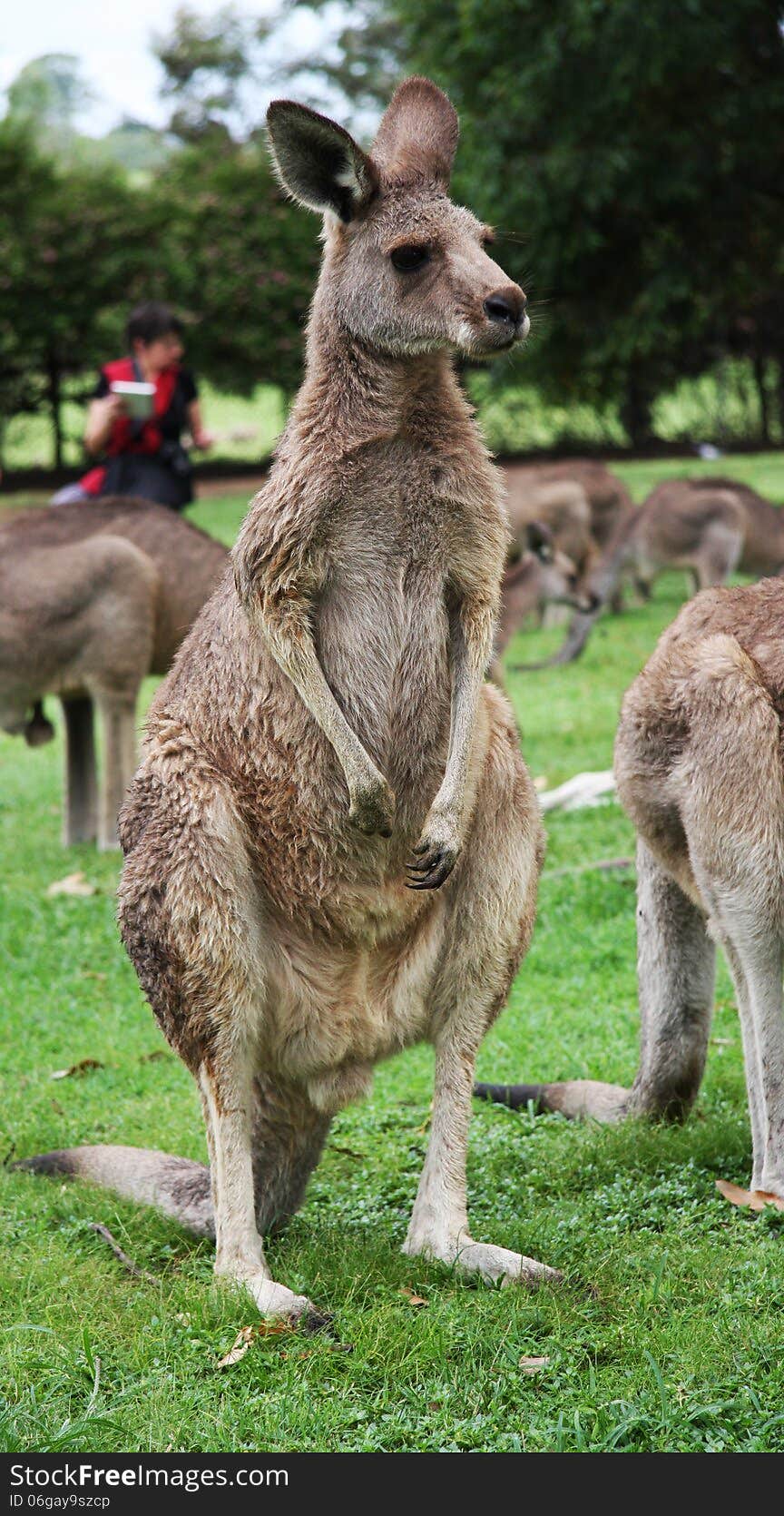 Kangaroo and mates