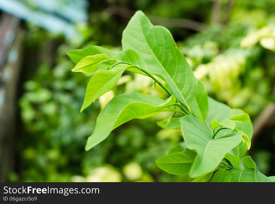 Leaves of custard apple in farm, Thailand