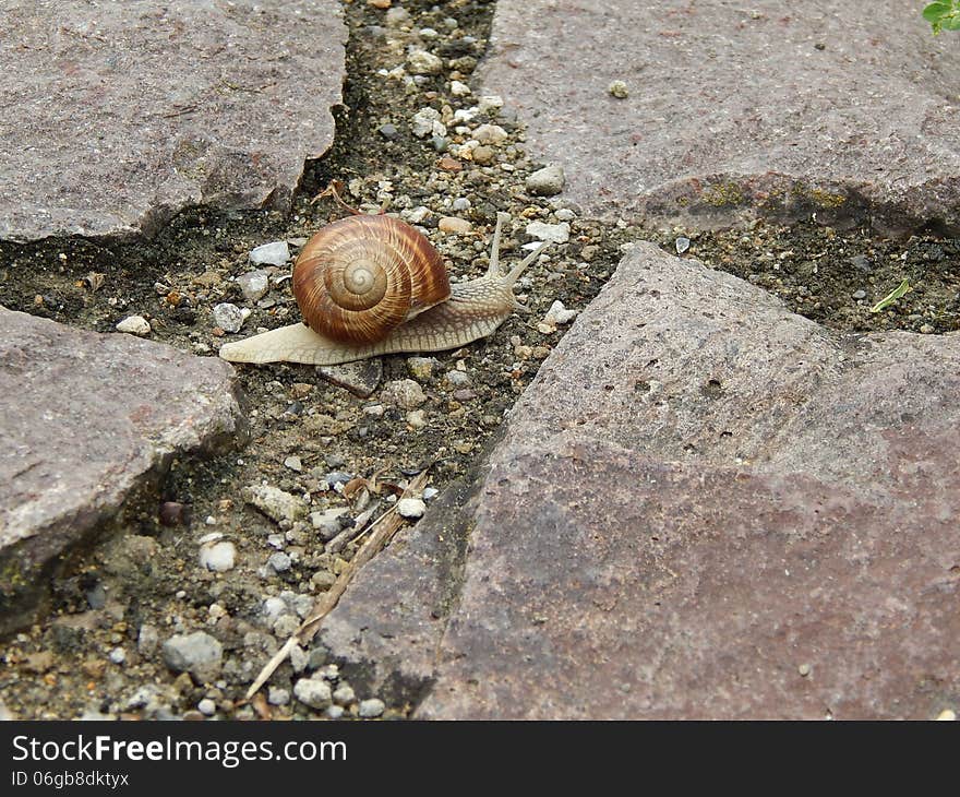 Before snail crossroads in the woods