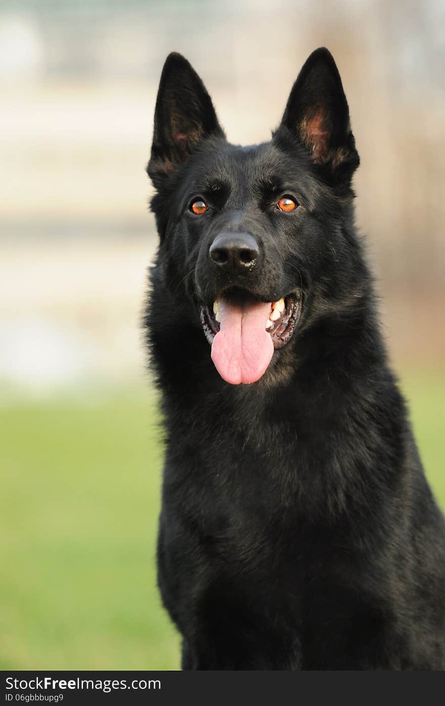 Black german shepherd sitting