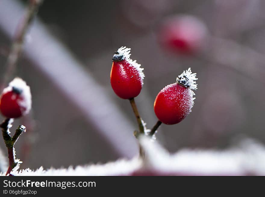 Rose hips in winter