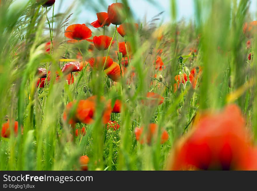 Red poppies on a field in spring