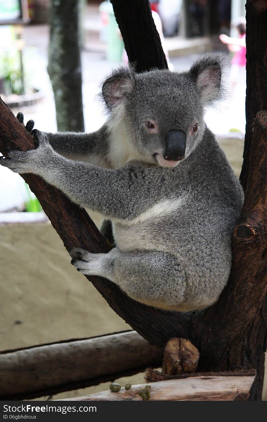 Koala sitting in a tree enjoying the day at a wildlife park in Adeliade Australia