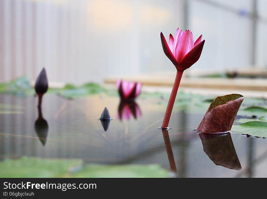 Growing Lotus In a pot.