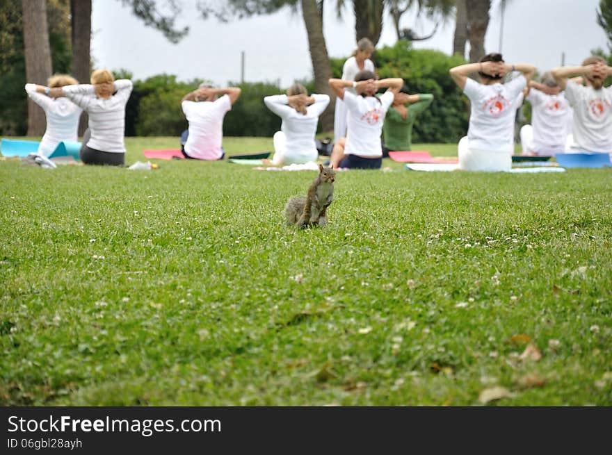 European brown squirrel during exercise session