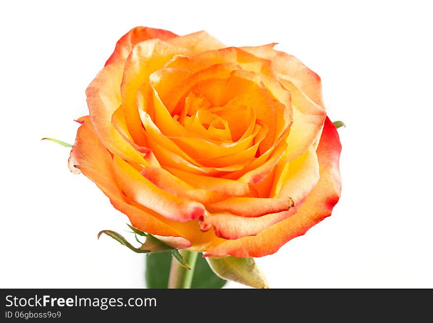 Orange-red rose on a white background. Orange-red rose on a white background