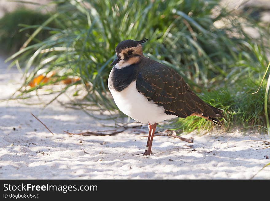 Northern Lapwing