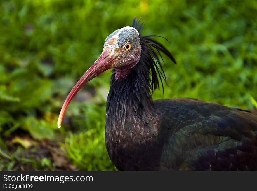 The Northern Bald Ibis, Hermit Ibis, or Waldrapp