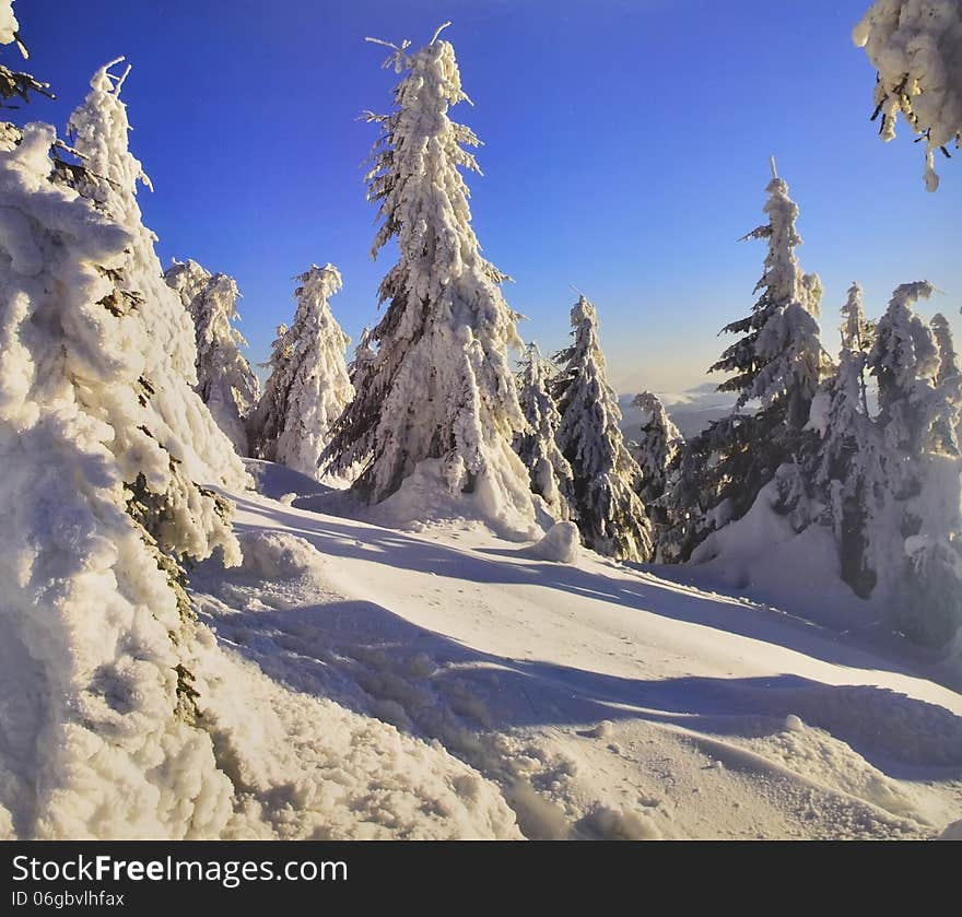 The postal card winter forest