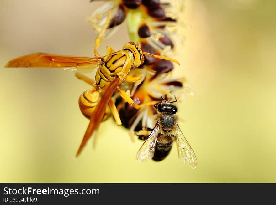 A wasp and a bee together on flowers. A wasp and a bee together on flowers