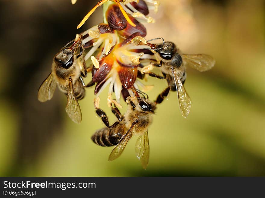 Three bees forming a circle on a flower