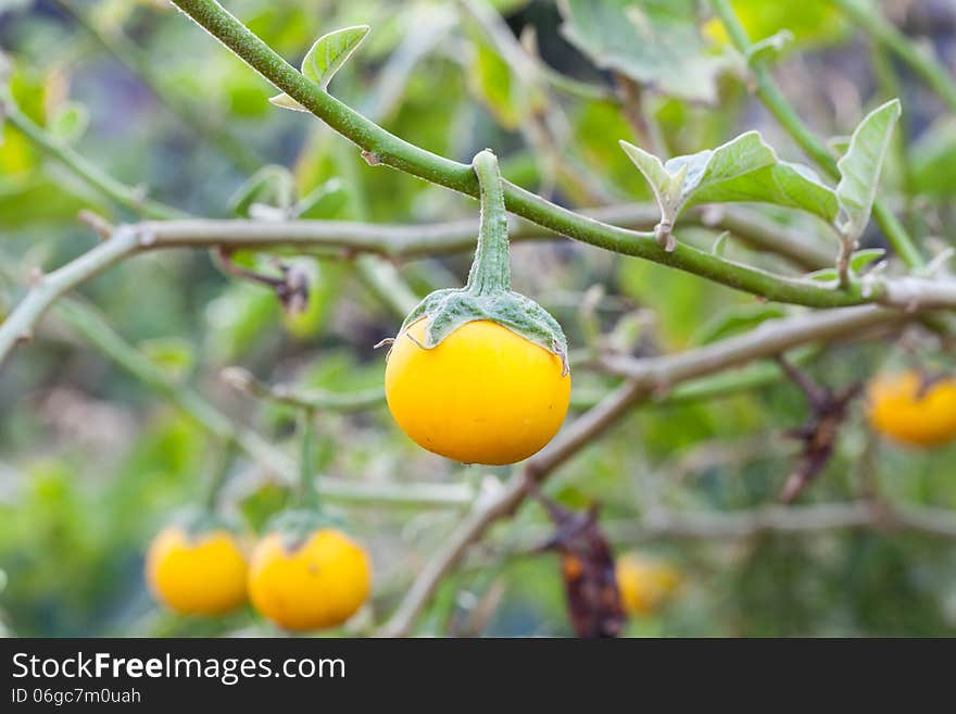 Aubergineyellow Color, Vegetable